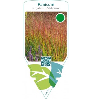 Panicum virgatum ‘Rehbraun’