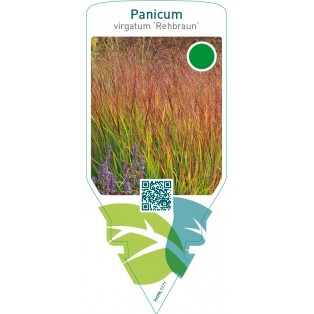Panicum virgatum ‘Rehbraun’