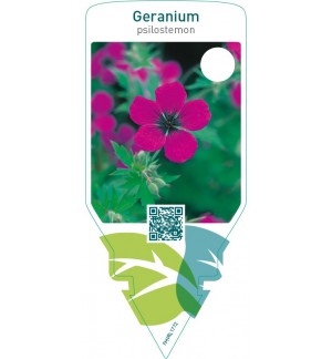 Geranium psilostemon