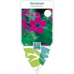 Geranium psilostemon