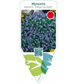 Myosotis alpestris ‘Indigo Compact’