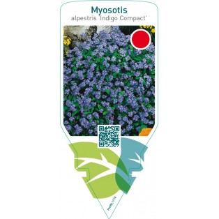 Myosotis alpestris ‘Indigo Compact’