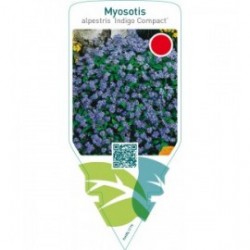 Myosotis alpestris ‘Indigo Compact’