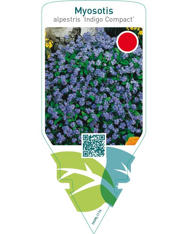 Myosotis alpestris ‘Indigo Compact’