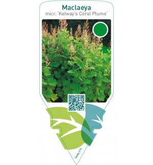 Macleaya microcarpa ‘Kelway’s Coral Plume’