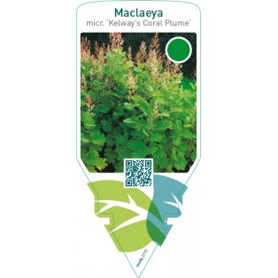 Macleaya microcarpa ‘Kelway’s Coral Plume’