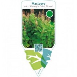 Macleaya microcarpa ‘Kelway’s Coral Plume’