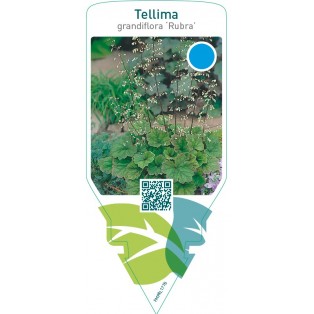 Tellima grandiflora ‘Rubra’