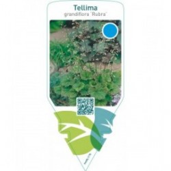 Tellima grandiflora ‘Rubra’