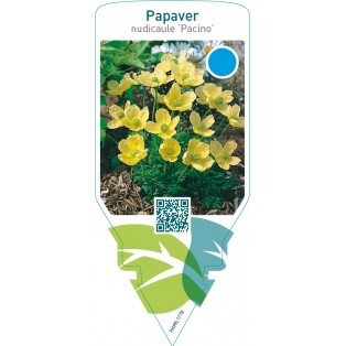 Papaver nudicaule ‘Pacino’
