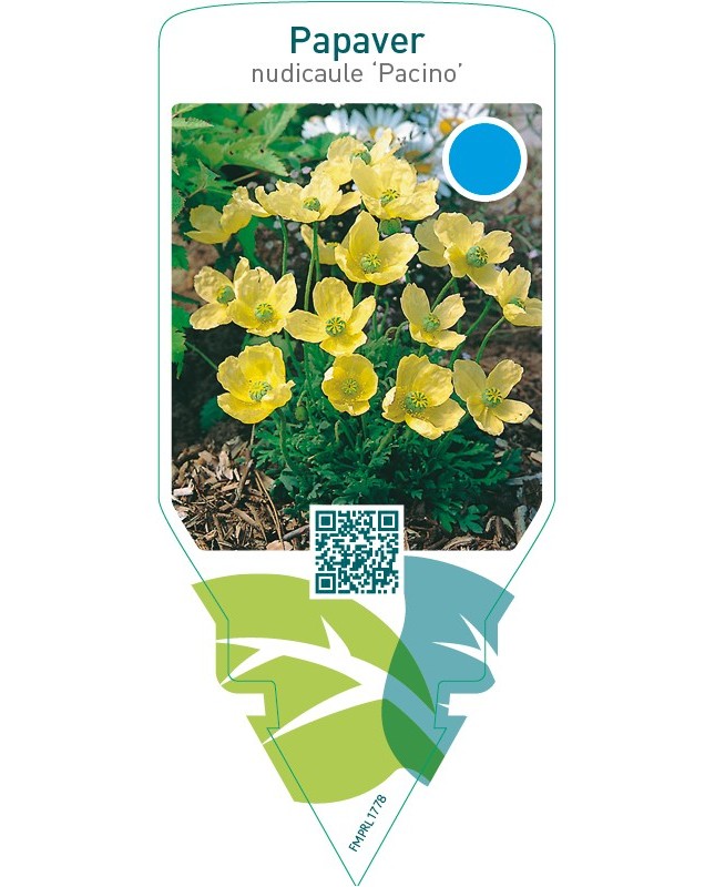 Papaver nudicaule ‘Pacino’