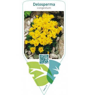 Delosperma congestum