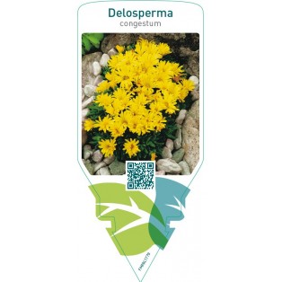 Delosperma congestum
