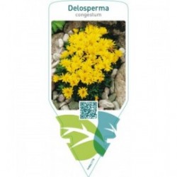 Delosperma congestum