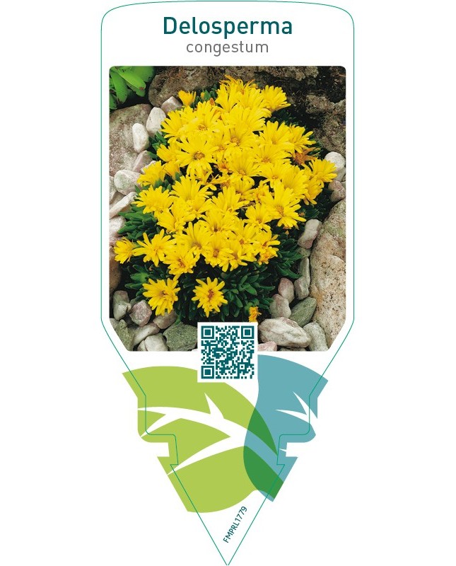 Delosperma congestum