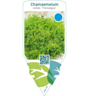 Chamaemelum nobile ‘Treneague’