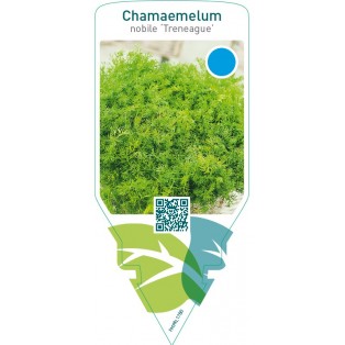 Chamaemelum nobile ‘Treneague’