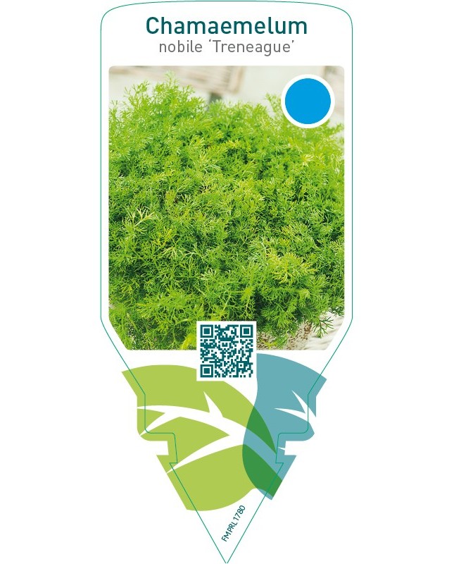 Chamaemelum nobile ‘Treneague’