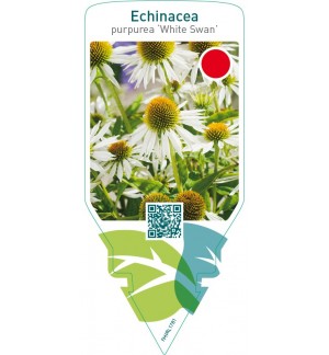 Echinacea purpurea ‘White Swan’