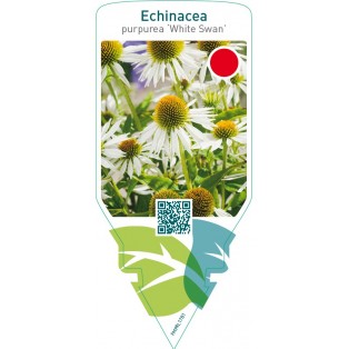 Echinacea purpurea ‘White Swan’