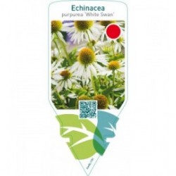 Echinacea purpurea ‘White Swan’