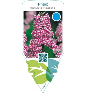 Phlox (M) ‘Natascha’