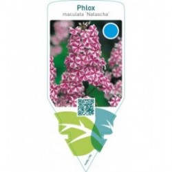 Phlox (M) ‘Natascha’