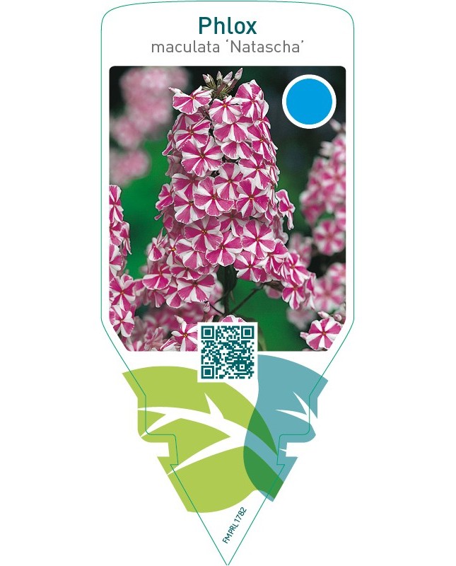 Phlox (M) ‘Natascha’