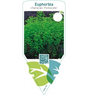 Euphorbia ‘Forescate’