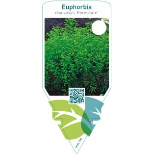 Euphorbia ‘Forescate’