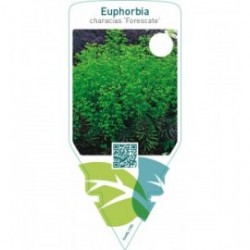 Euphorbia ‘Forescate’