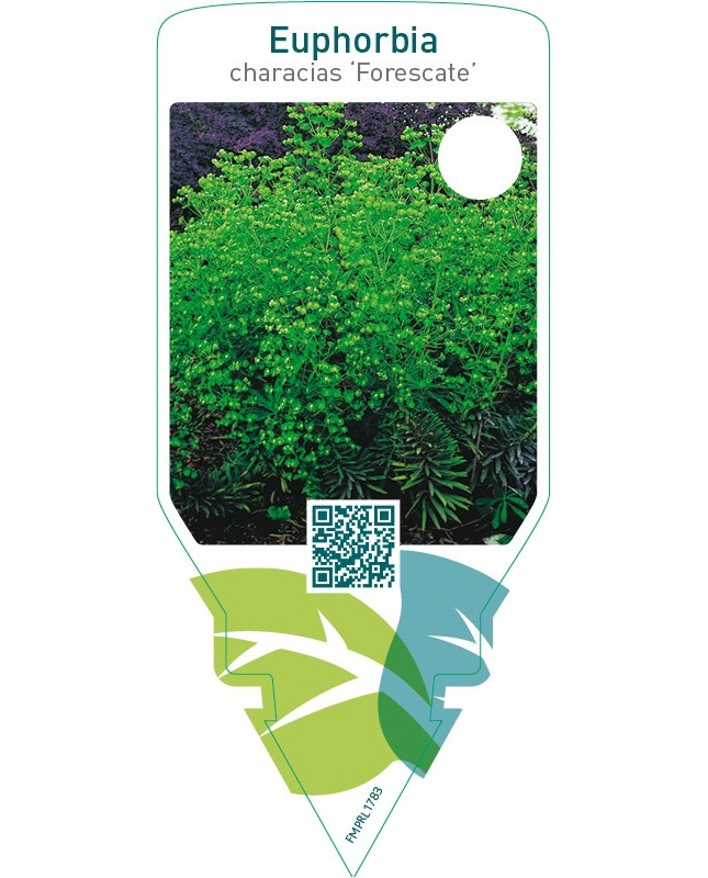 Euphorbia ‘Forescate’