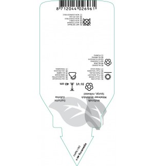 Etichette di Euphorbia ‘Forescate’ *