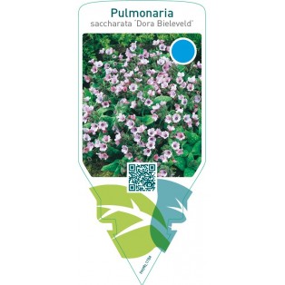 Pulmonaria saccharata ‘Dora Bieleveld’