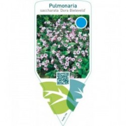 Pulmonaria saccharata ‘Dora Bieleveld’