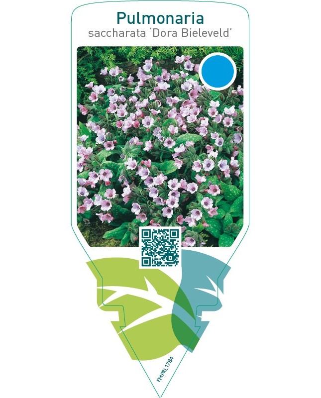 Pulmonaria saccharata ‘Dora Bieleveld’