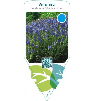 Veronica austriaca ‘Shirley Blue’