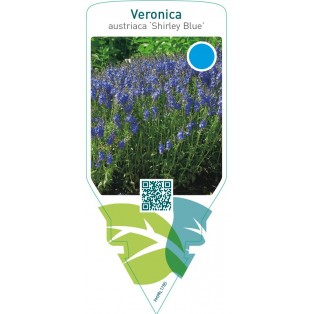 Veronica austriaca ‘Shirley Blue’