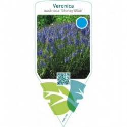 Veronica austriaca ‘Shirley Blue’