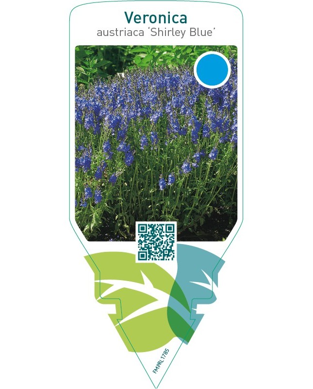 Veronica austriaca ‘Shirley Blue’