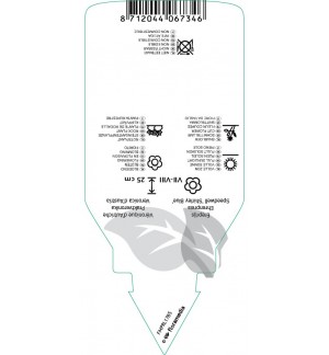 Etichette di Veronica austriaca ‘Shirley Blue’ *