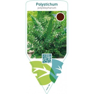 Polystichum polyblepharum