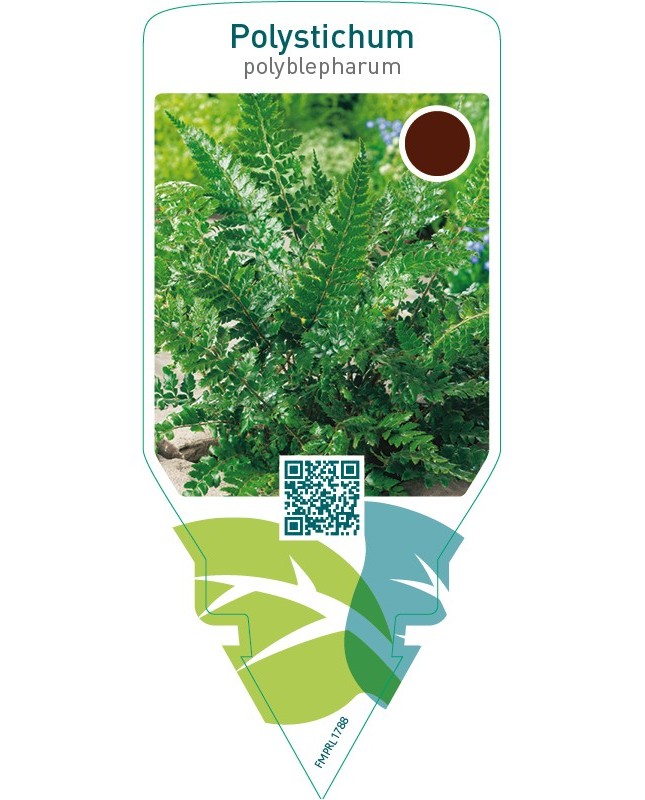 Polystichum polyblepharum