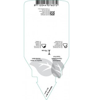 Etichette di Polystichum polyblepharum *