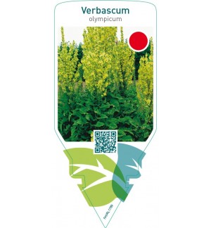 Verbascum olympicum