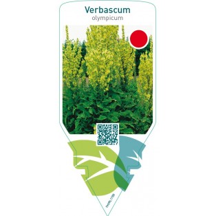 Verbascum olympicum