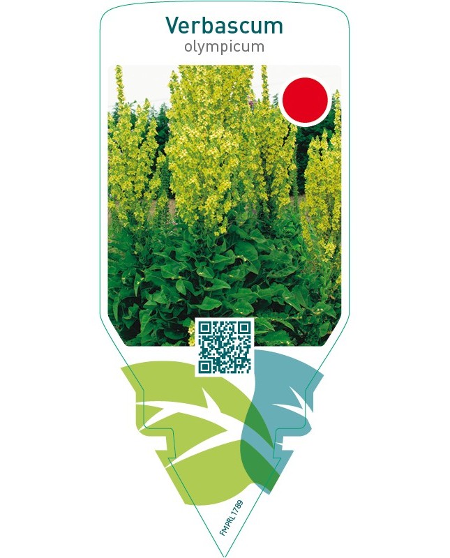 Verbascum olympicum
