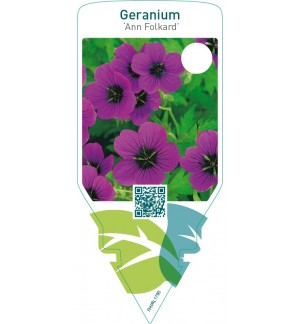 Geranium ‘Ann Folkard’