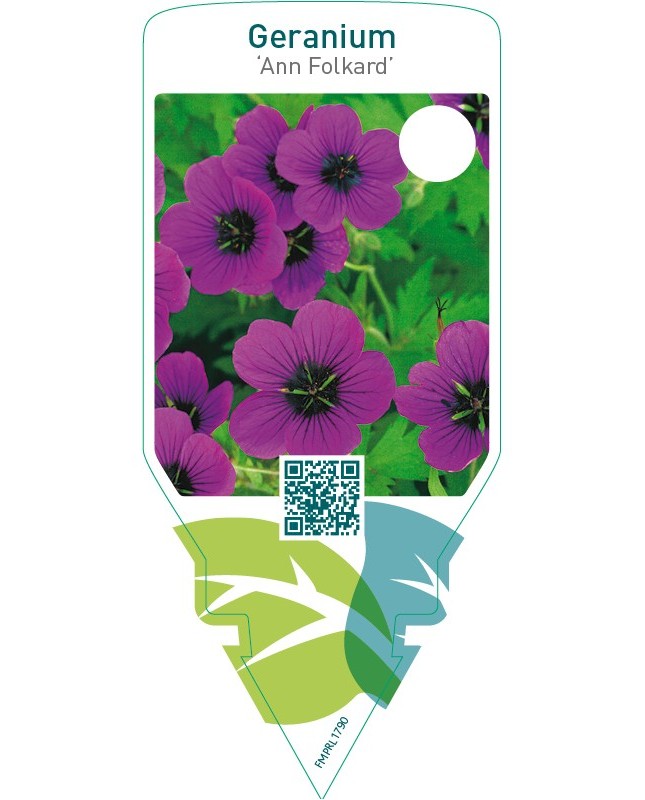 Geranium ‘Ann Folkard’