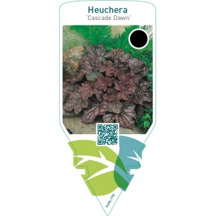 Heuchera ‘Cascade Dawn’